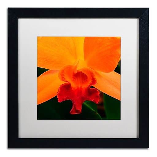 Trademark Fine Art KS0164-B1616MF Brilliant Orchid on Fire by Kurt Shaffer 16x16 FRM Art, WHT MTD