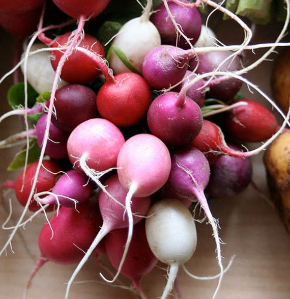 Heirloom Radish Easter Egg Blend Seeds Vegetable Garden Organic Seed Non Gmo Container Friendly