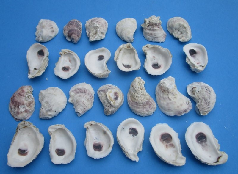 Common | Oyster Seashells | 2 Shells