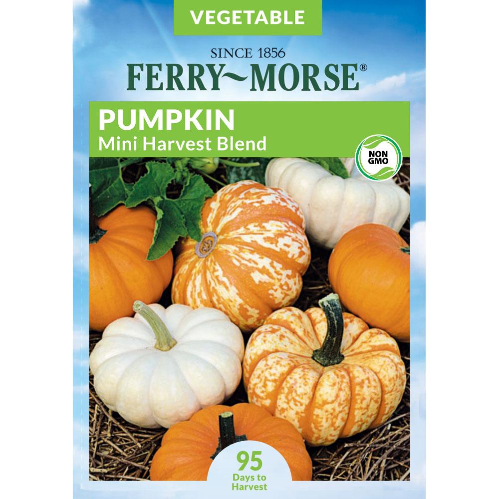 Ferry-Morse 2.5 Gram(s) Pumpkin Mini Harvest Blend (Seed Packet) | 466499.199.907220