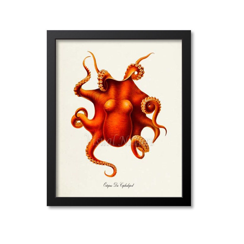 Octopus Die Cephalopod Art Print, Wall Art, Sea Life, Ocean Seafood Restaurant