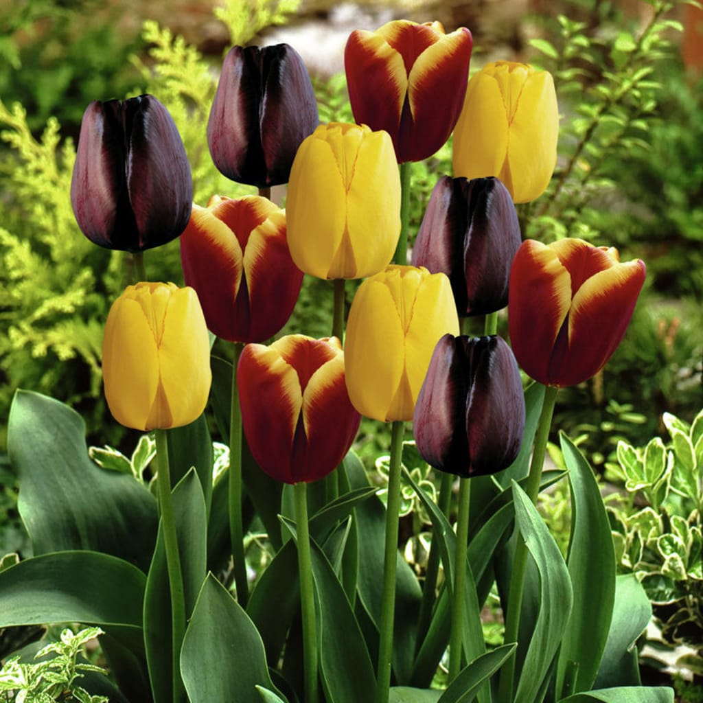 Lowe's 15 Count Tulips Gavota Blend Bulbs | 21584