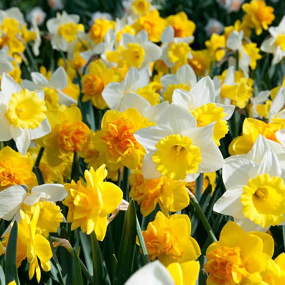Lowe's 100-Count Daffodils Sunny Side Up Blend Landscape Job Lot Bulbs | 87043