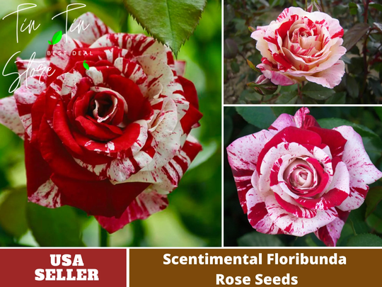 Buy 30 Rare Seeds-Scentimental Rose Seeds -Perennial -Authentic Seeds ...