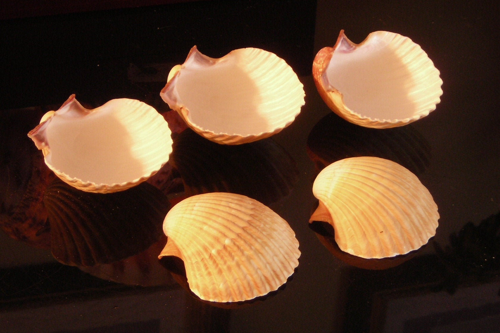 12 Mexican Deep Cup Scallop Shells | 2 1/2 - 3 For Baking, Beach Crafts & Decor"