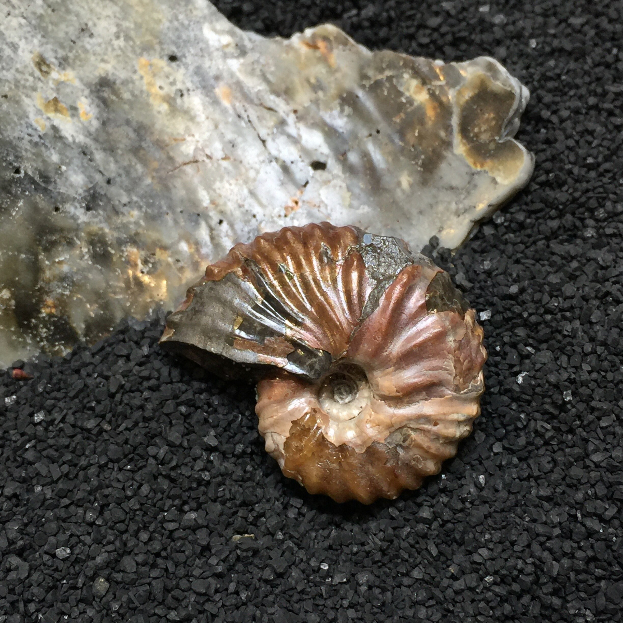 Hoploscaphites Spedeni Fossil Ammonite From Wyoming | 2-1