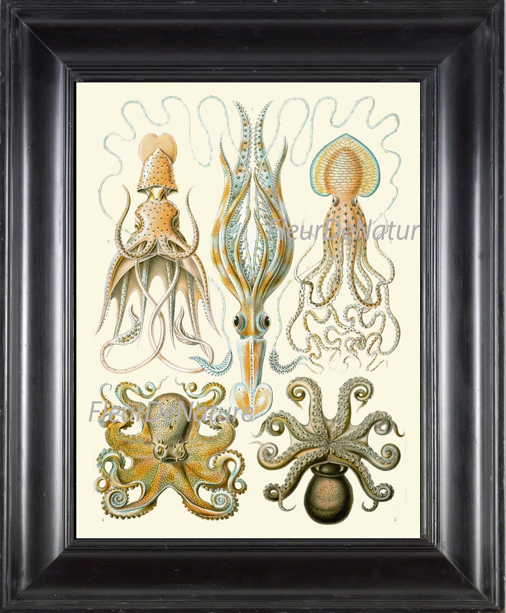 Octopus Squid Print Ernst Haeckel 8x10 Art 42 Antique Beautiful Blue Ivory Sea Ocean Nature Natural Science Chart Seafood Kitchen Wall Decor