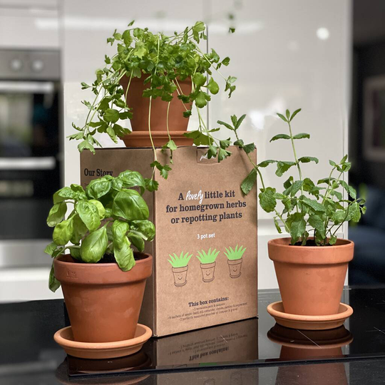 Buy Grow Your Own Herbs 'Terracotta Herbs Kit' Online