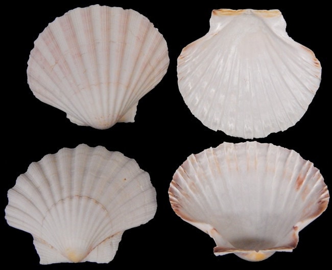 6 Pcs Irish Baking Clam | Semi-White Scallop Shell Wedding Beach Decor Nautical Seashell