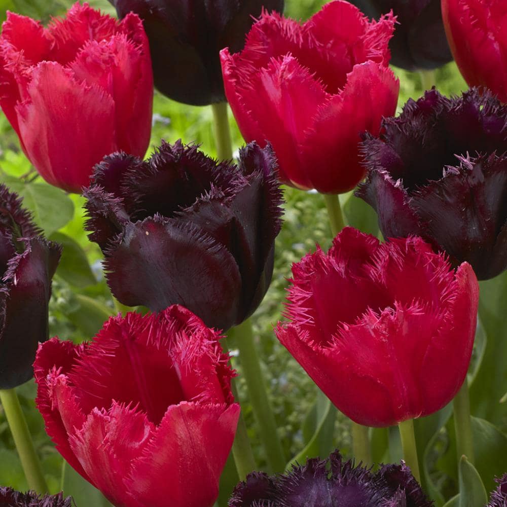 Lowe's 15 Count Tulips Havana Nights Blend Bulbs | 87009