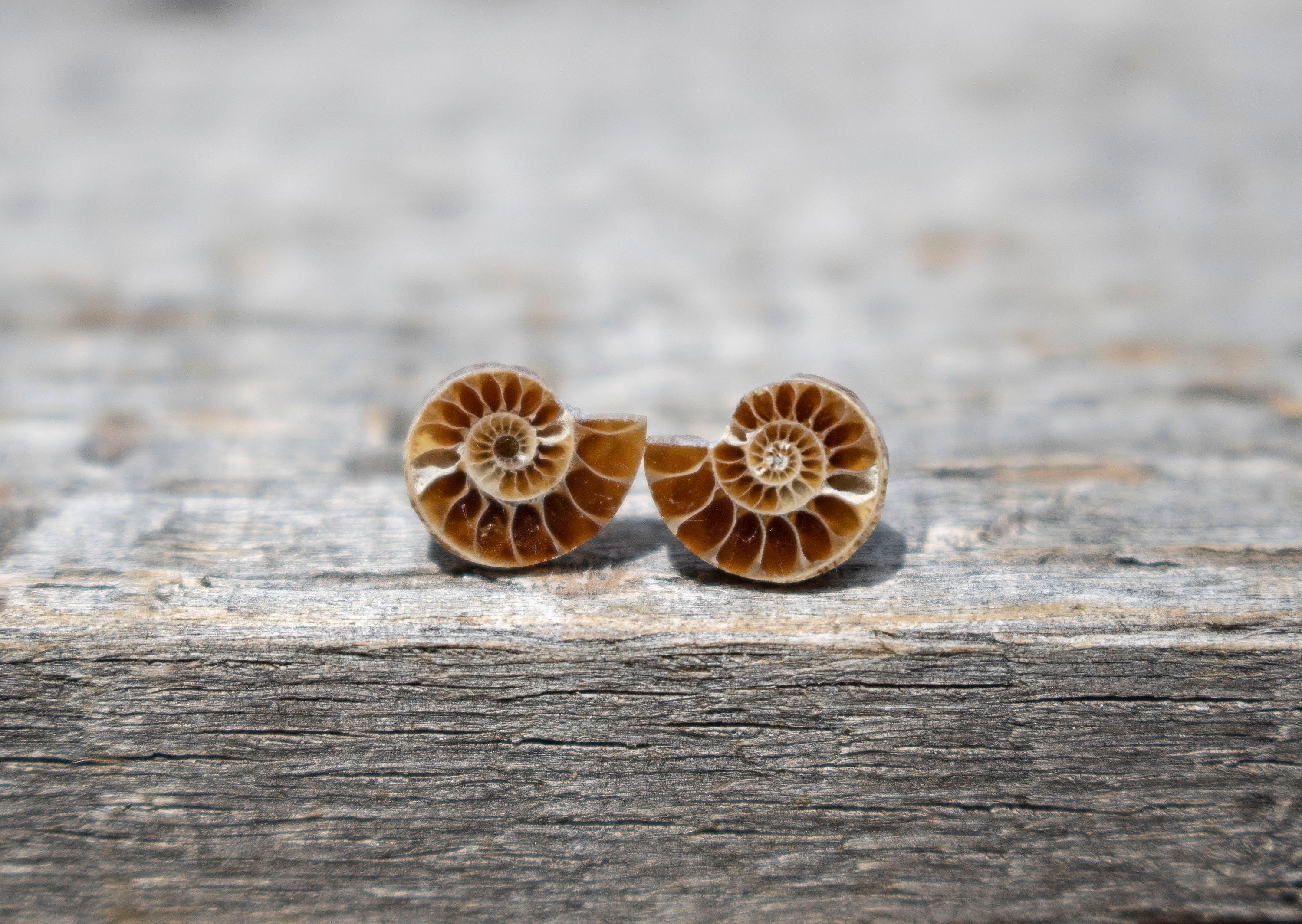 Most Loved New Batch Itty Bitty, Sweet Ammonite Slice Stud Earrings/Cabochon; Sterling Silver Studs | 19 Precious Pairs To Choose From