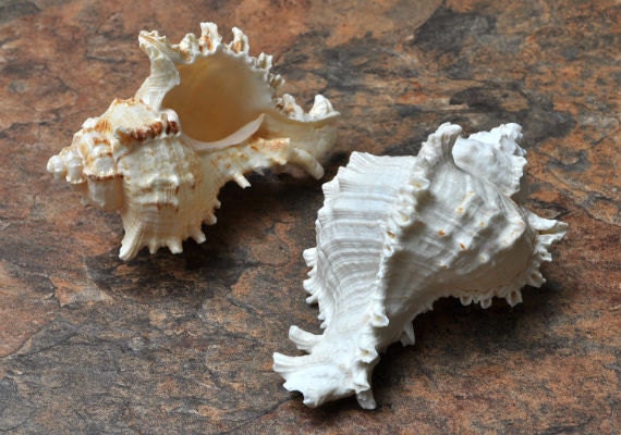 Ramose Murex Seashell | 3-4 - Chicoreus Ramosus