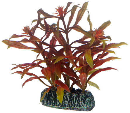 Hobby Dekorväxt Nesaea Röd 7cm