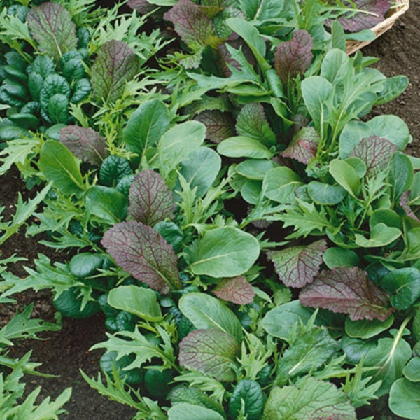 Usa Seller Braising Mix Blend Lettuce 500 Seeds Heirloom