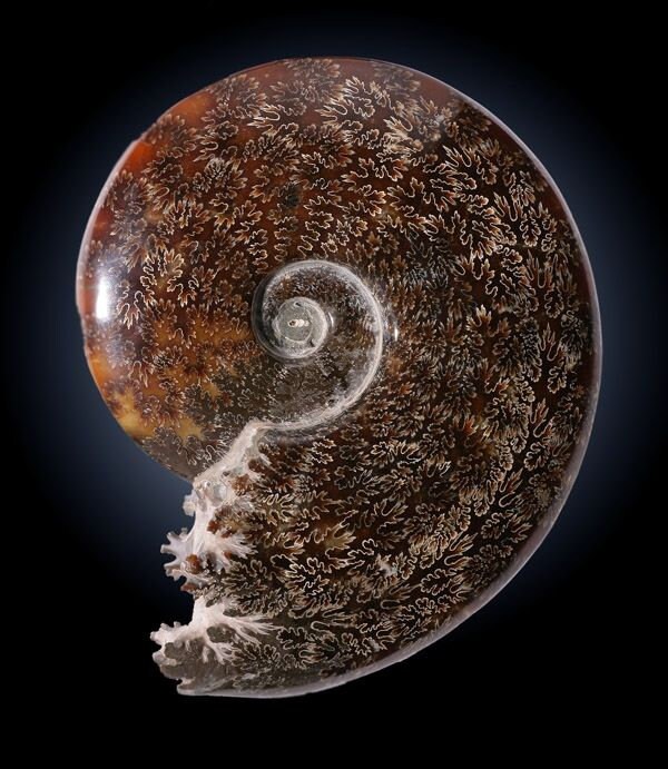 This Ammonite Specimen Has Been Nicely Cleaned, Detailed & Polished in Order To Reveal Its Beautiful Suture Patterns