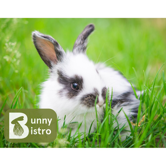 Buy Bunny Bistro Rabbit Run Seed Mix 50g - Grow your own Rabbit Food ...