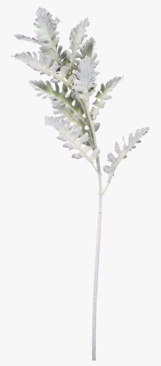 Silverek kukka vaaleanvihreä