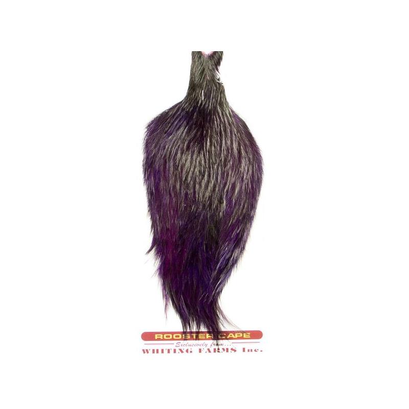 Whiting Coq De Leon Rooster Cape Badger/Purple