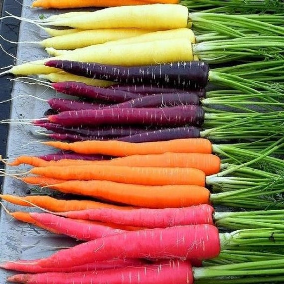 Usa Seller Rainbow Blend Carrot 100 Seeds Heirloom