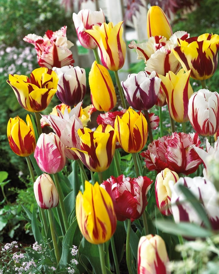 Garden State Bulb 12-Pack Rembrandt Blend Tulip Bulbs (LB21885) | 100909814