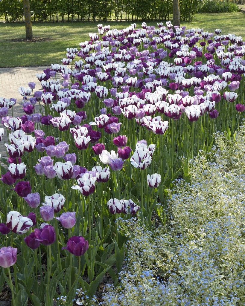 Tulip Bulbs -Blends- Eye Catcher -10 Bulbs - Purple & White