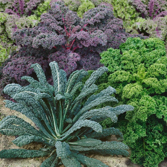 Usa Seller Kale Garden Blend 100 Seeds Heirloom