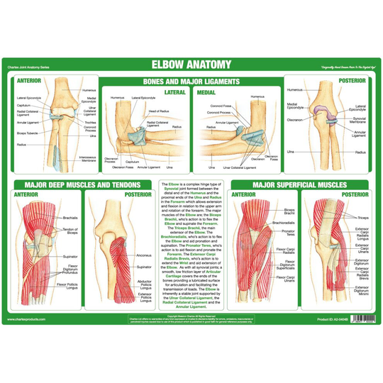 Buy (A3 PVC Laminated) Elbow Joint Anatomy Poster Online