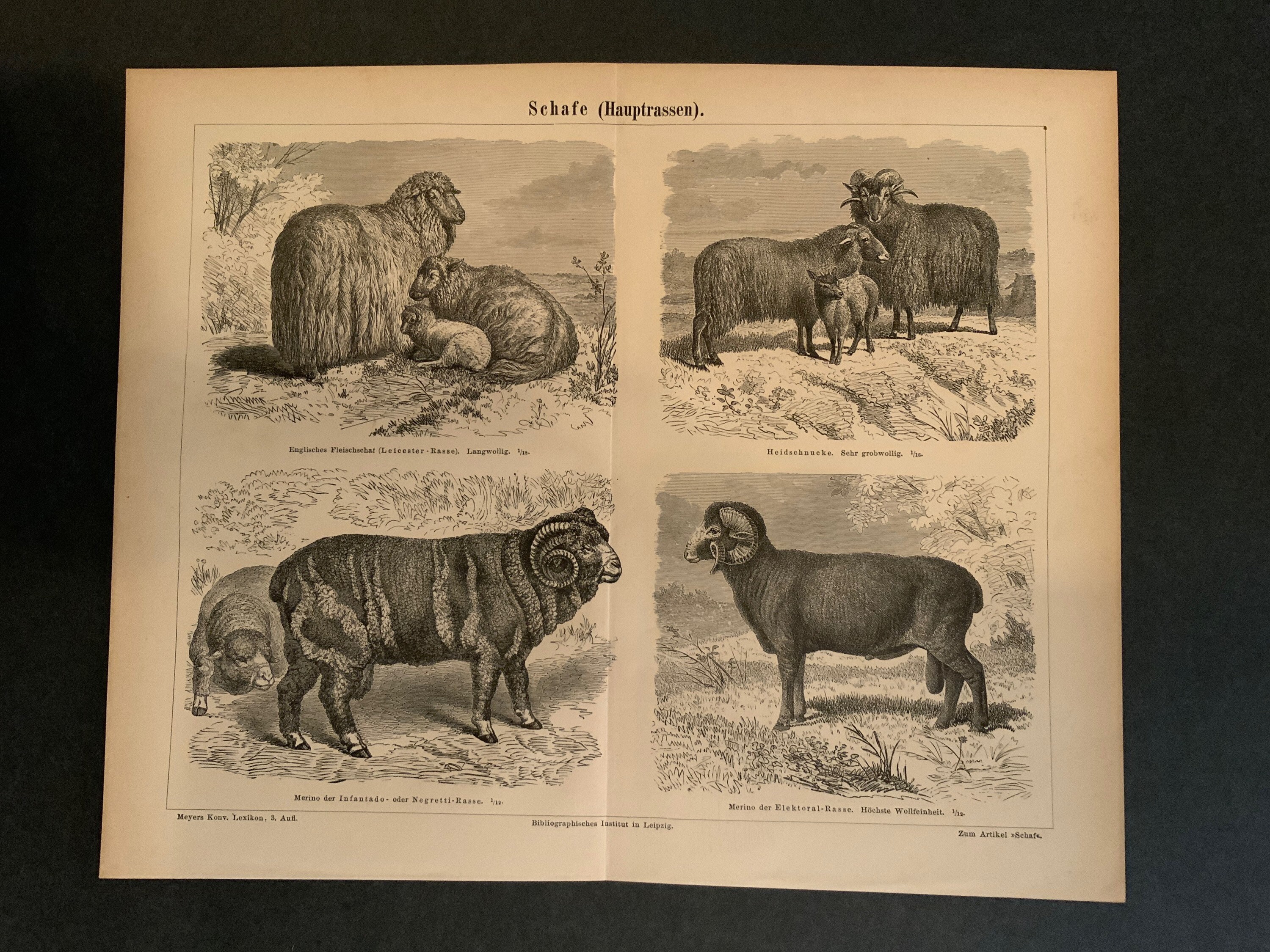 C. 1875 Sheep Print - Original Antique Animal Print Farm Animals Ram Merino Wool