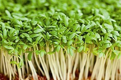 Cress Seed, Microgreen, Sprouting, 3 OZ, Seeds, Non GMO - Country Creek Acres Br