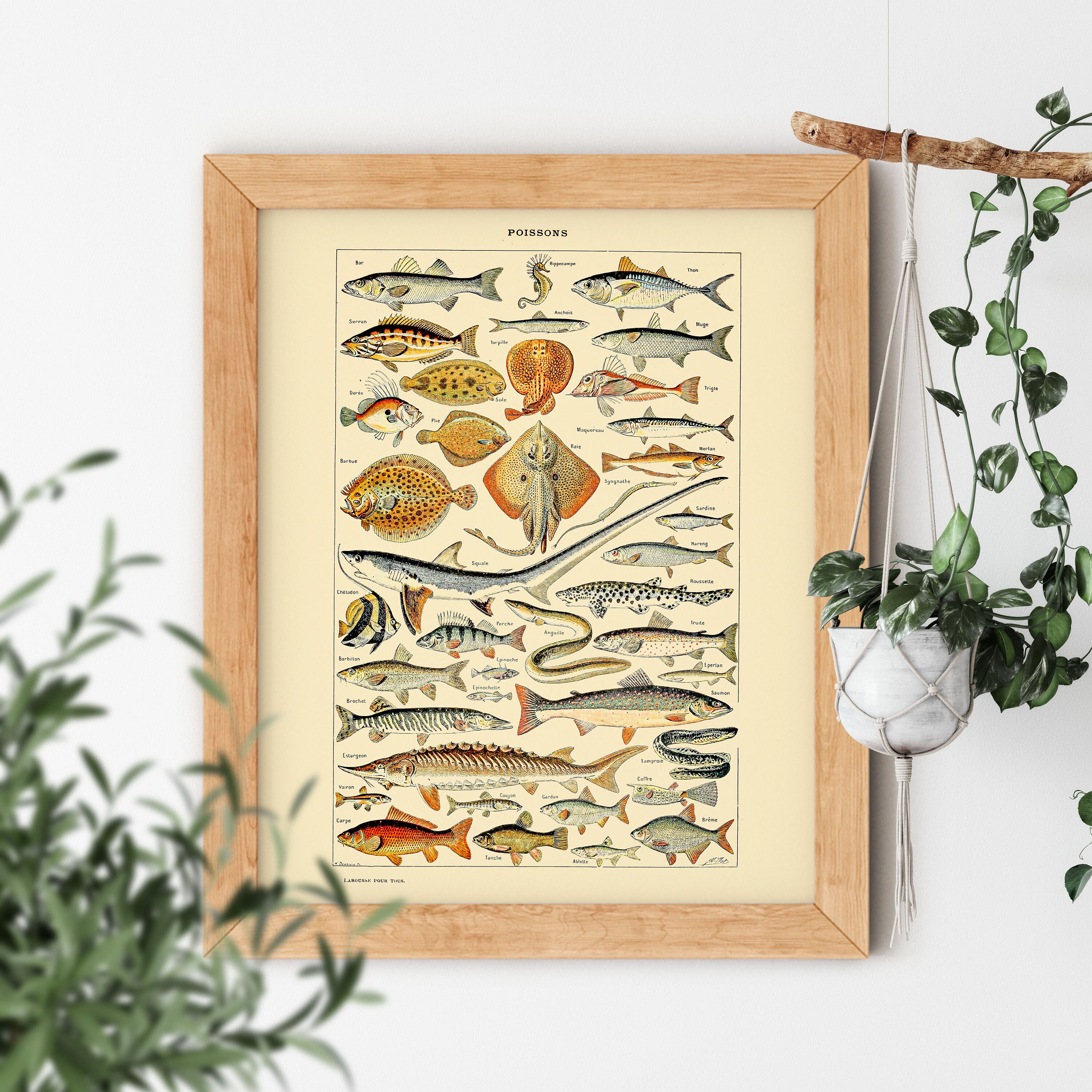 Vintage Aesthetic Poissons Fishing Shark Stingray Seafood Old Science Textbook Artwork Poster Adolphe Millot Room Decor Print 5x7 8x10 Inch