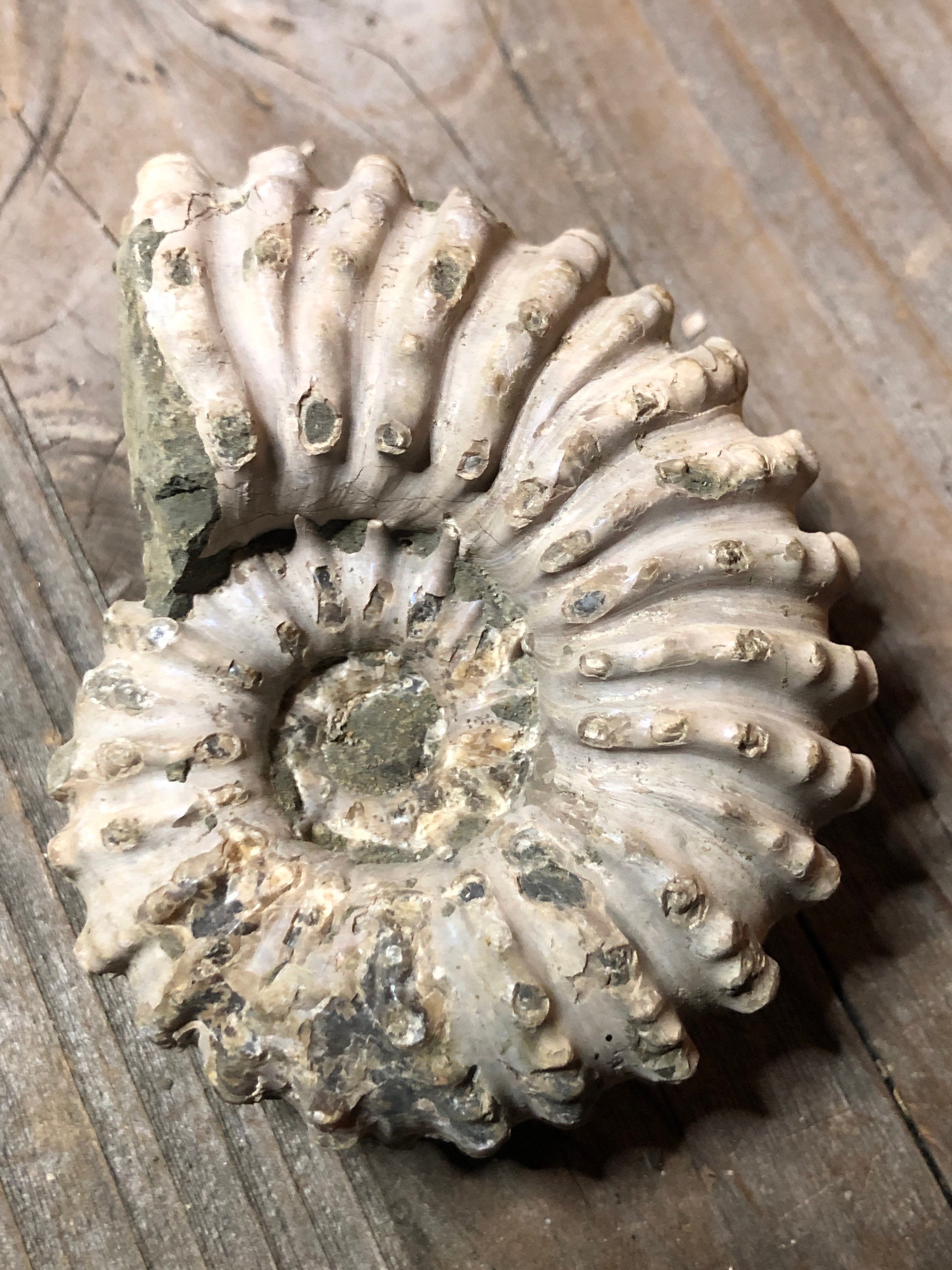 Large Douvilleiceras Ammonite Fossils, Rare Ram Horn, Goat Cretaceous, Madagascar