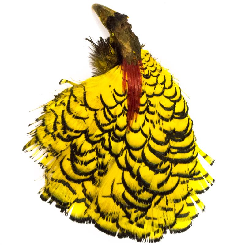 Amherst Pheasant Head No.2 - Dyed Yellow Diamantfasan komplett hode
