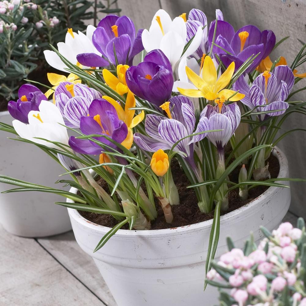 Lowe's 25 Count Crocus Large Flowering Blend For Containers Bulbs | 87090