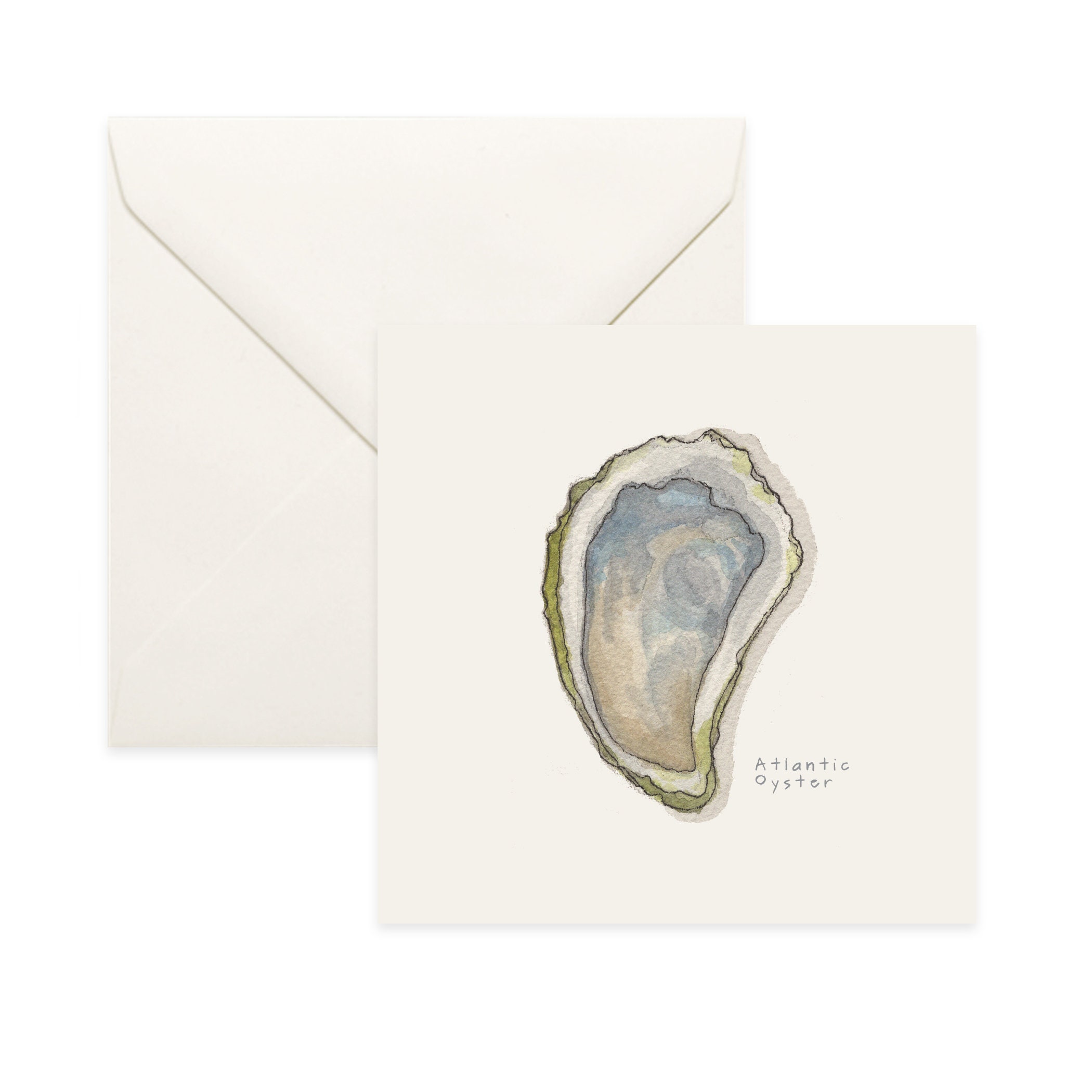 Oysters Atlantic/Notecard Thank You Card Message Birthday Nature Illustration Oyster Shell Seafood