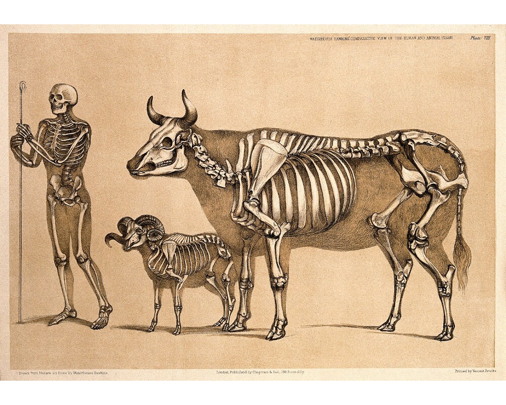 Antique Anatomy Poster, Vintage Anatomical Illustration, Skeletal Comparative Anatomy Art Print, Human Skeleton, Cow, Ram, Animal Skeleton