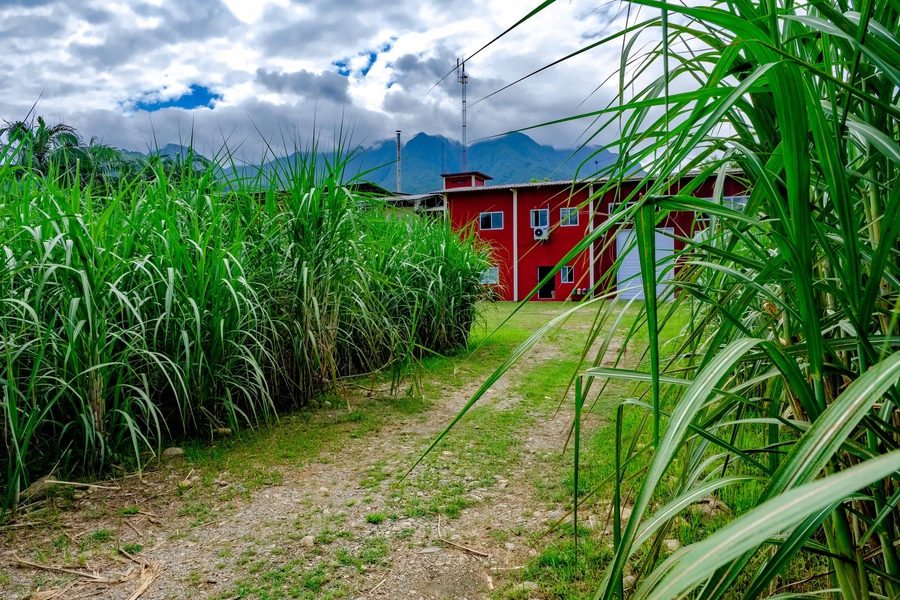What is cachaça picture