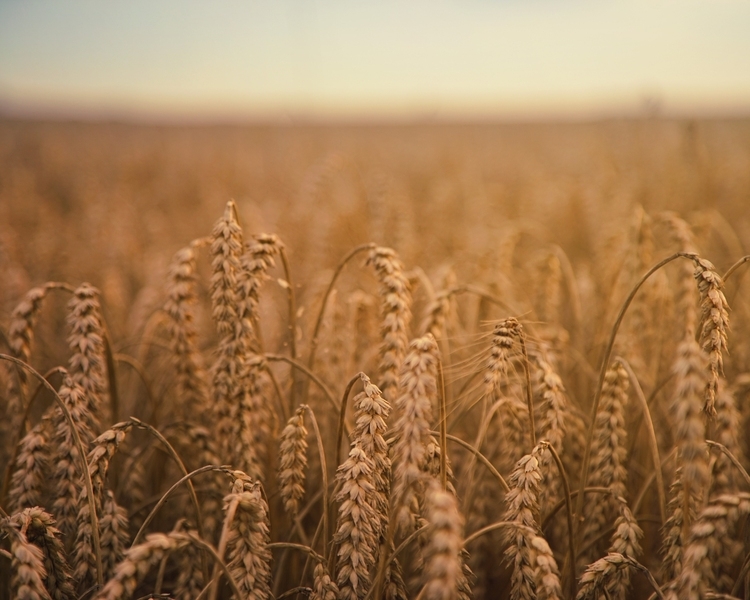 Picture of What is vodka?