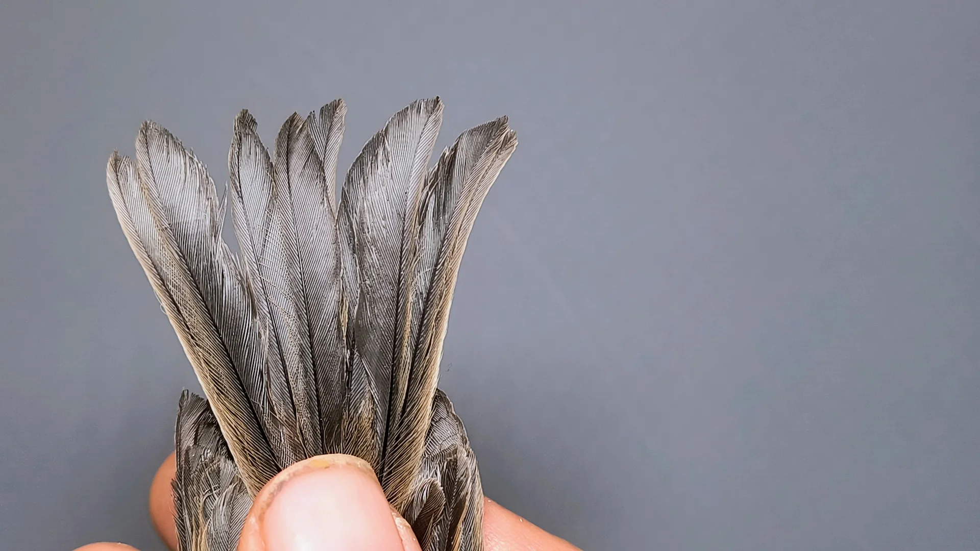 Vogelafbeelding