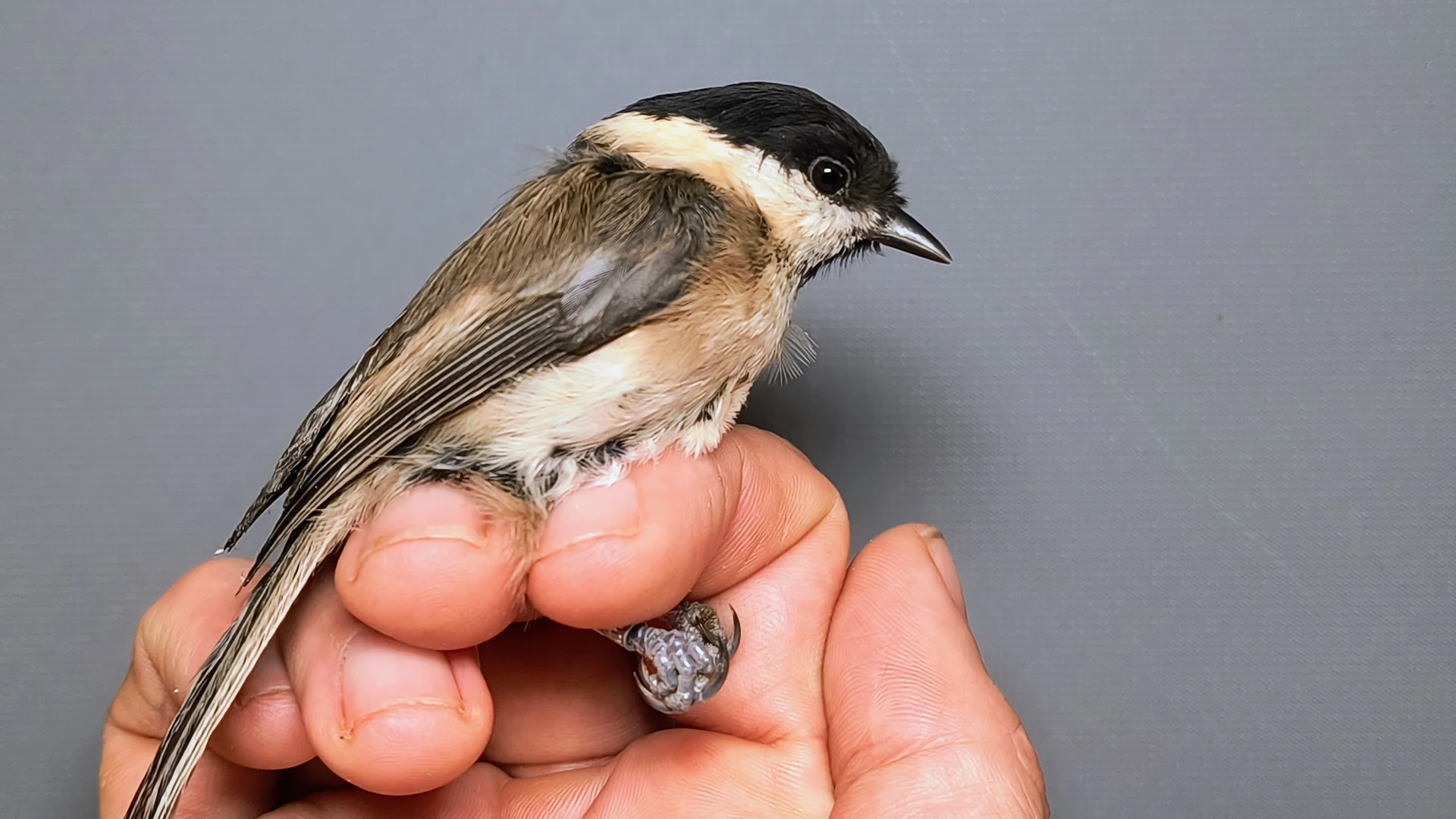 Vogelafbeelding