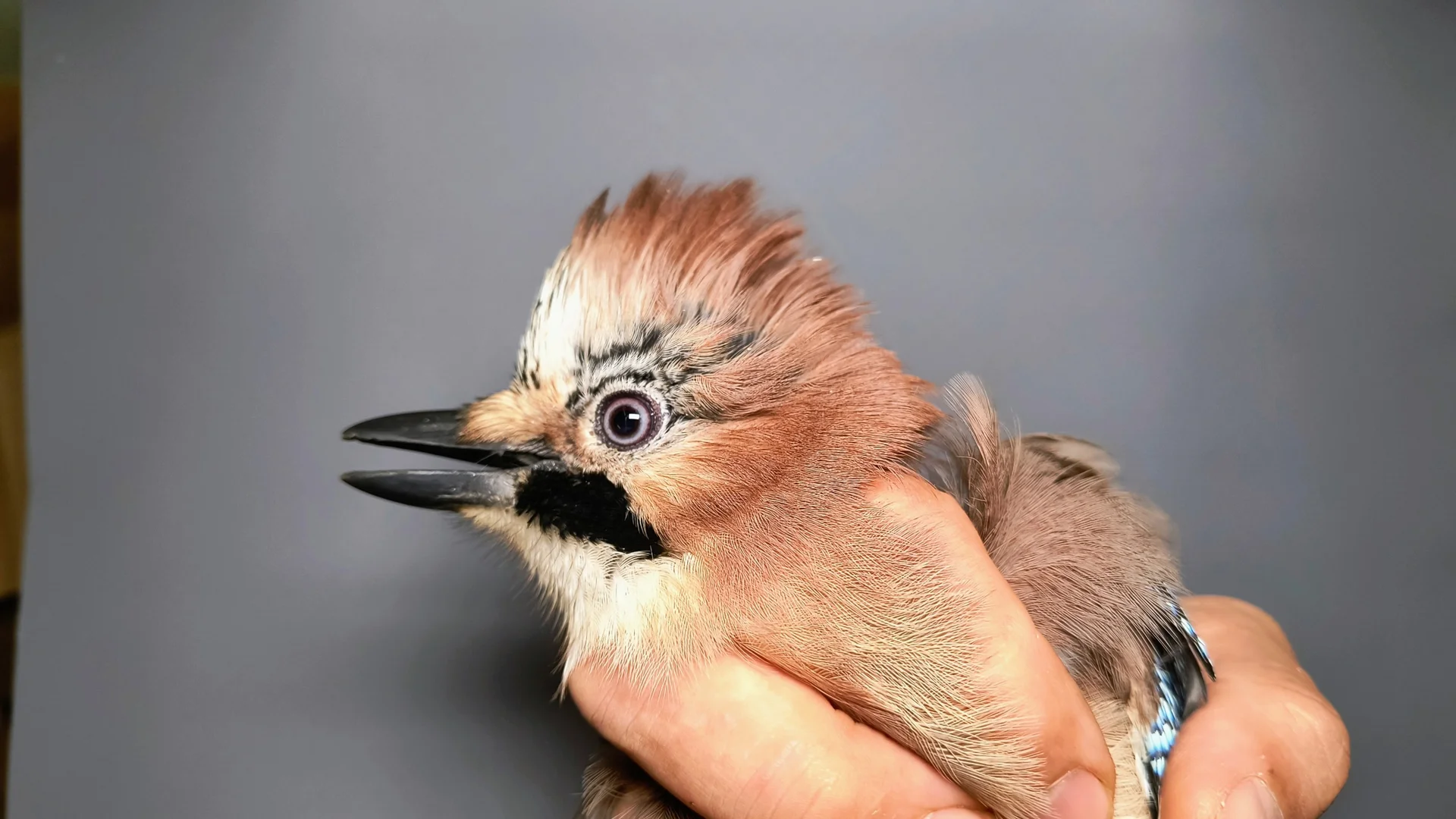 Vogelafbeelding