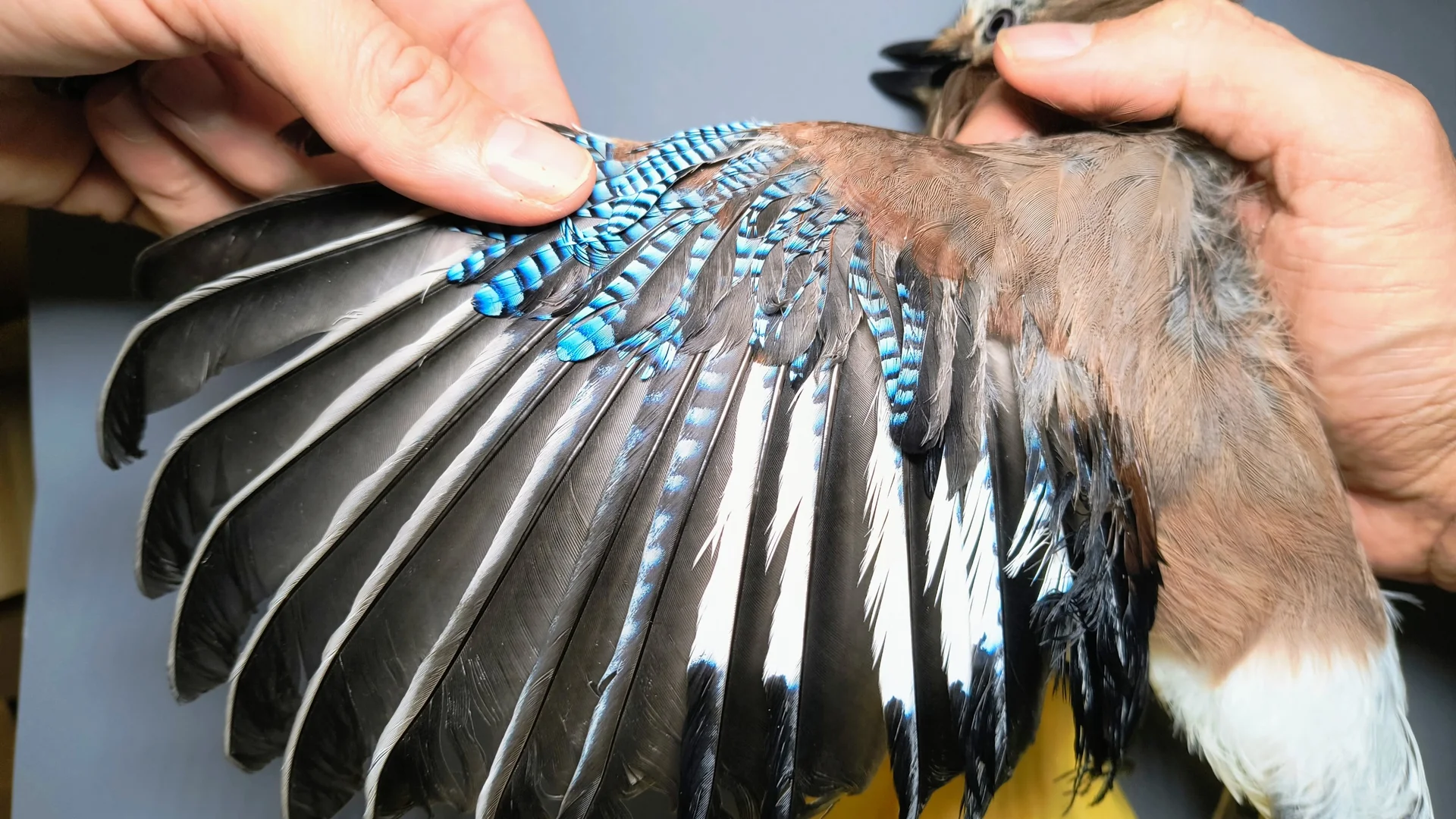 Vogelafbeelding
