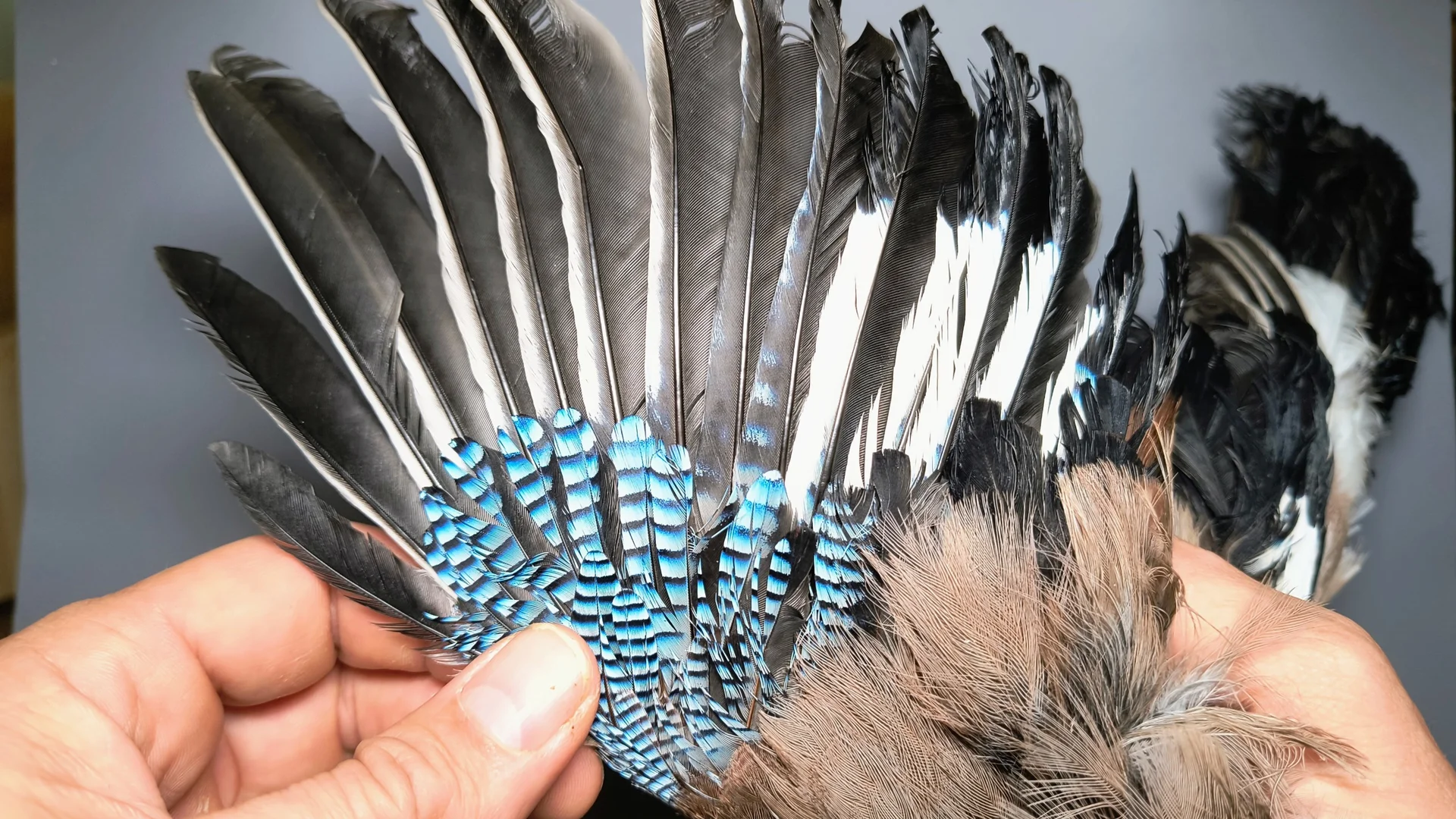 Vogelafbeelding