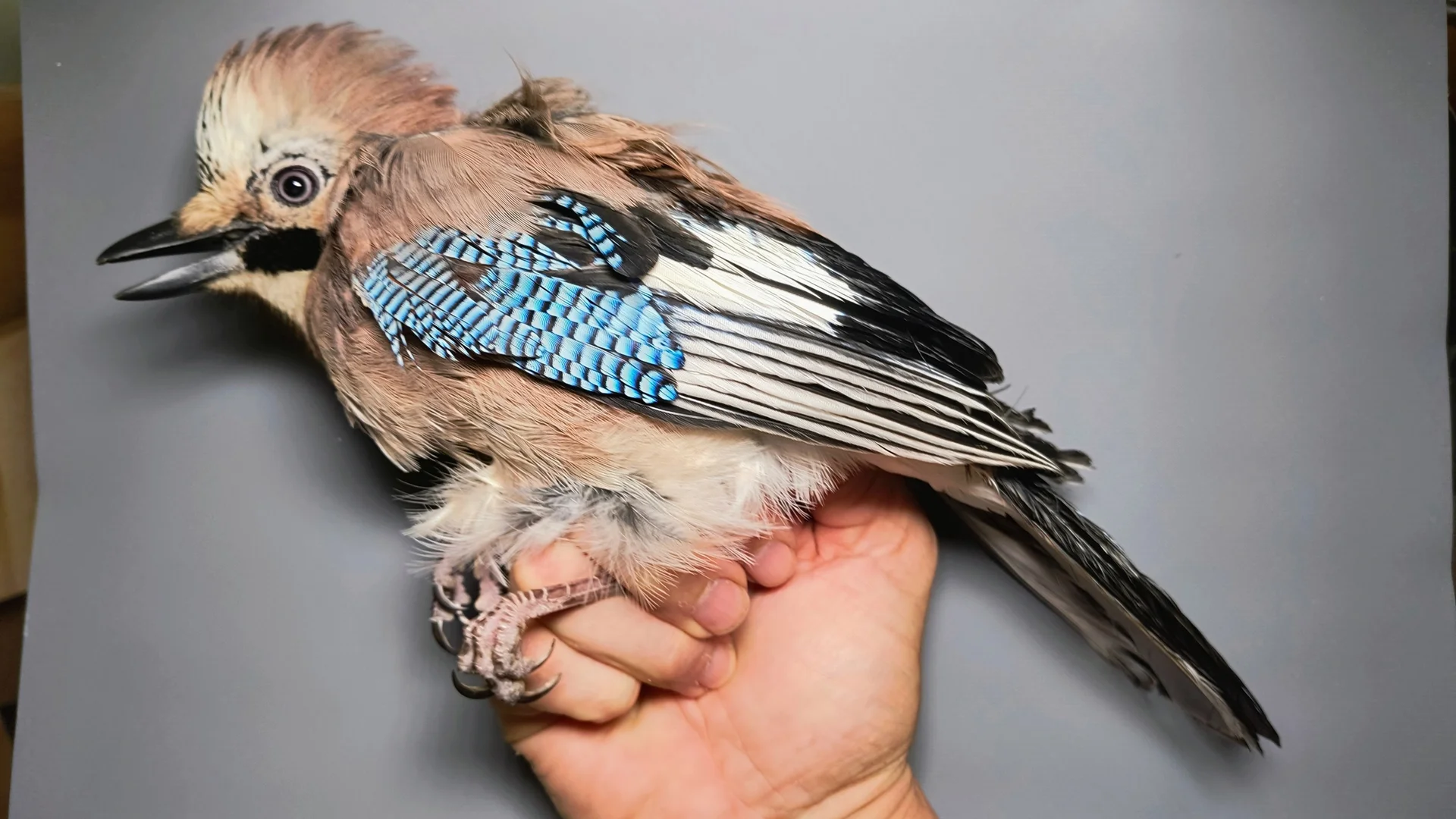 Vogelafbeelding
