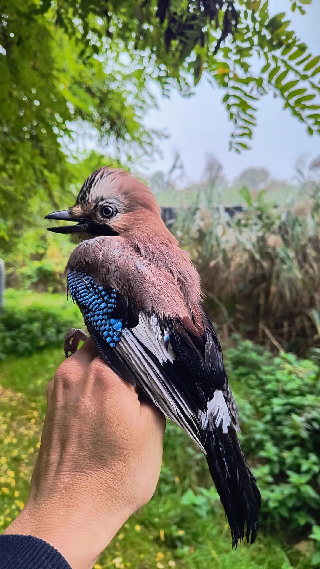 Vogelafbeelding