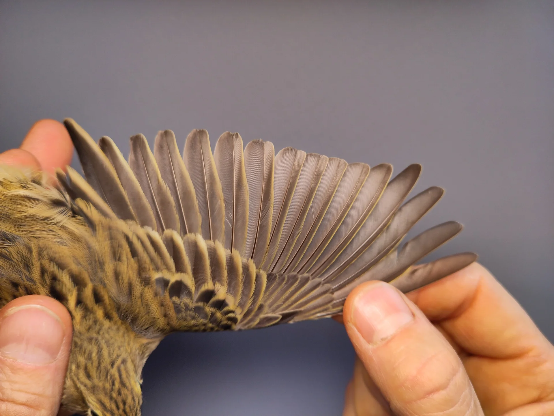Vogelafbeelding