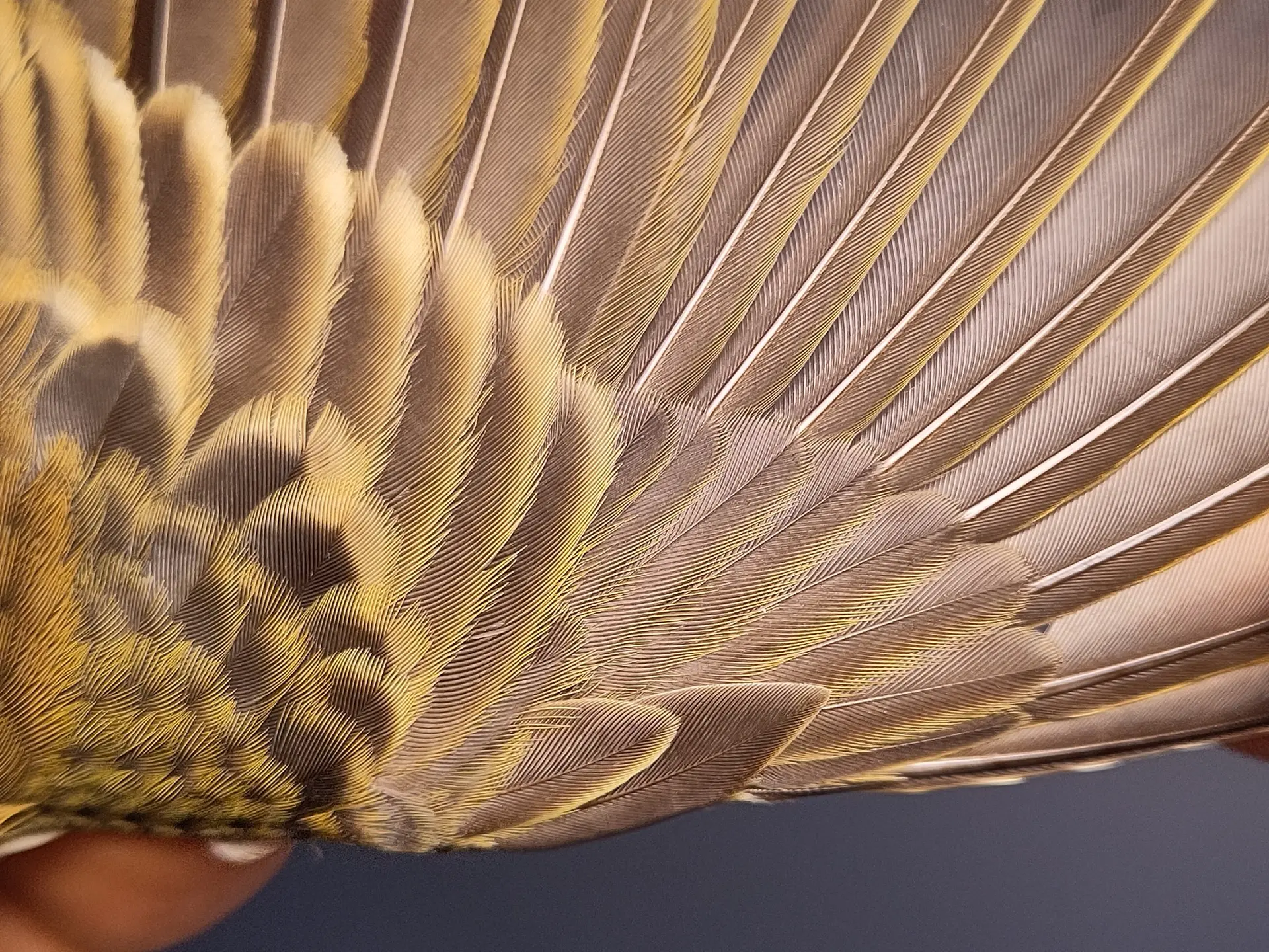 Vogelafbeelding