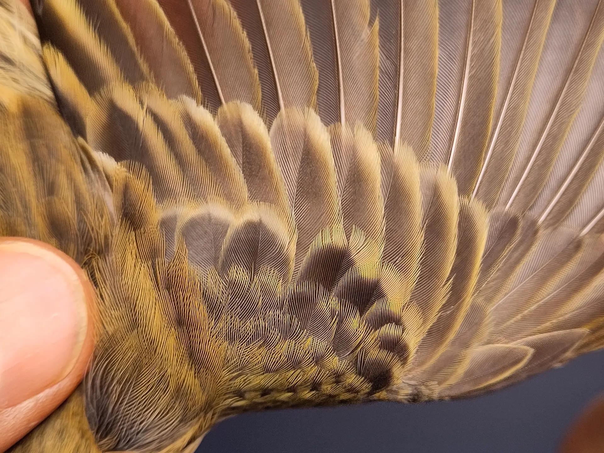 Vogelafbeelding