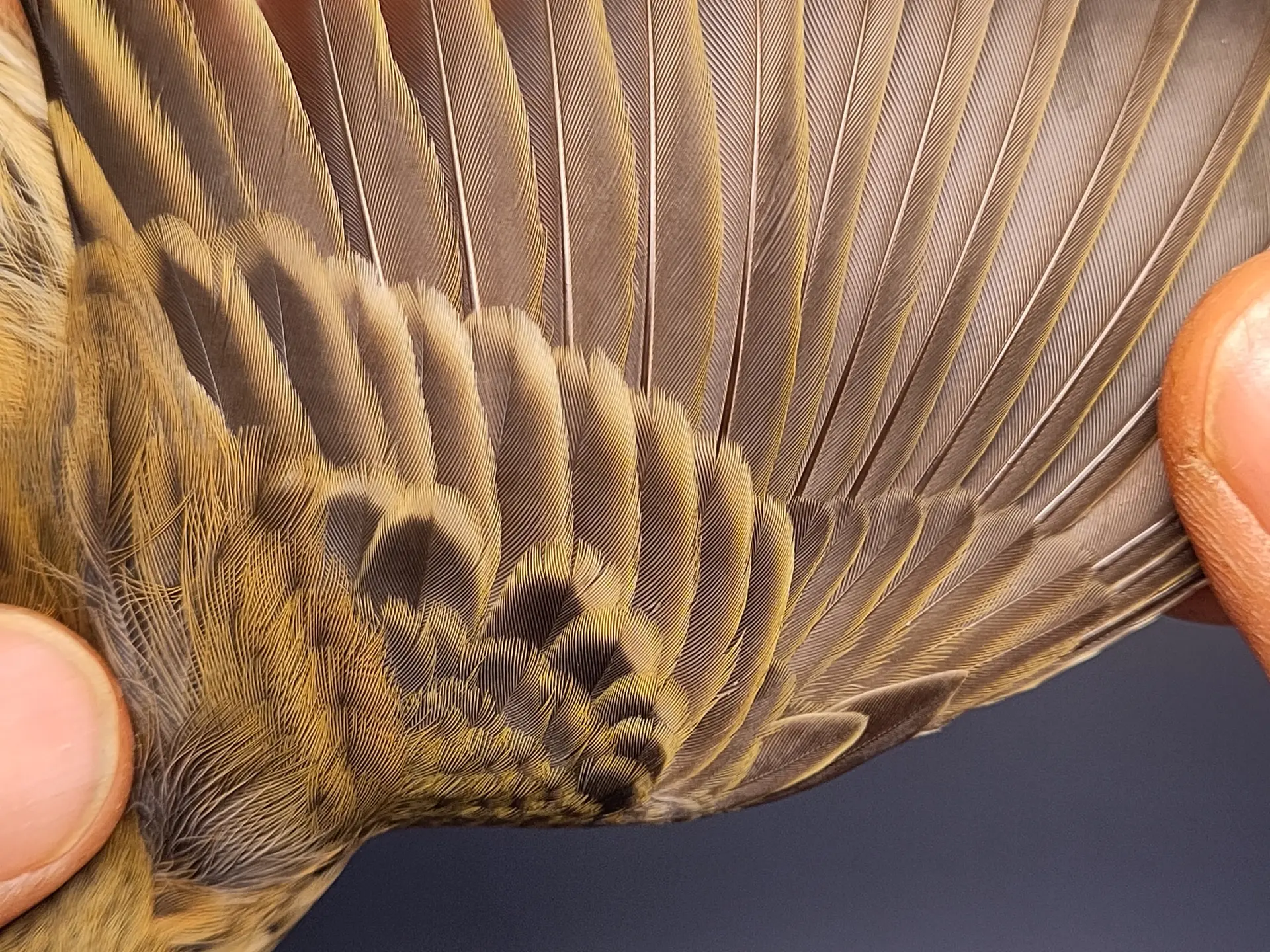 Vogelafbeelding