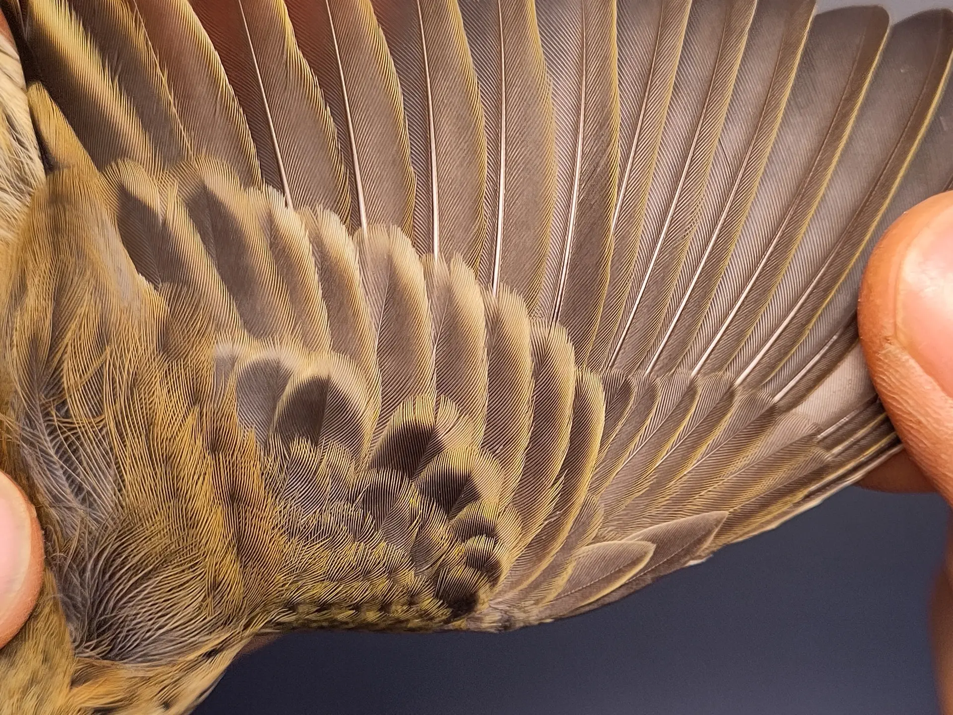 Vogelafbeelding