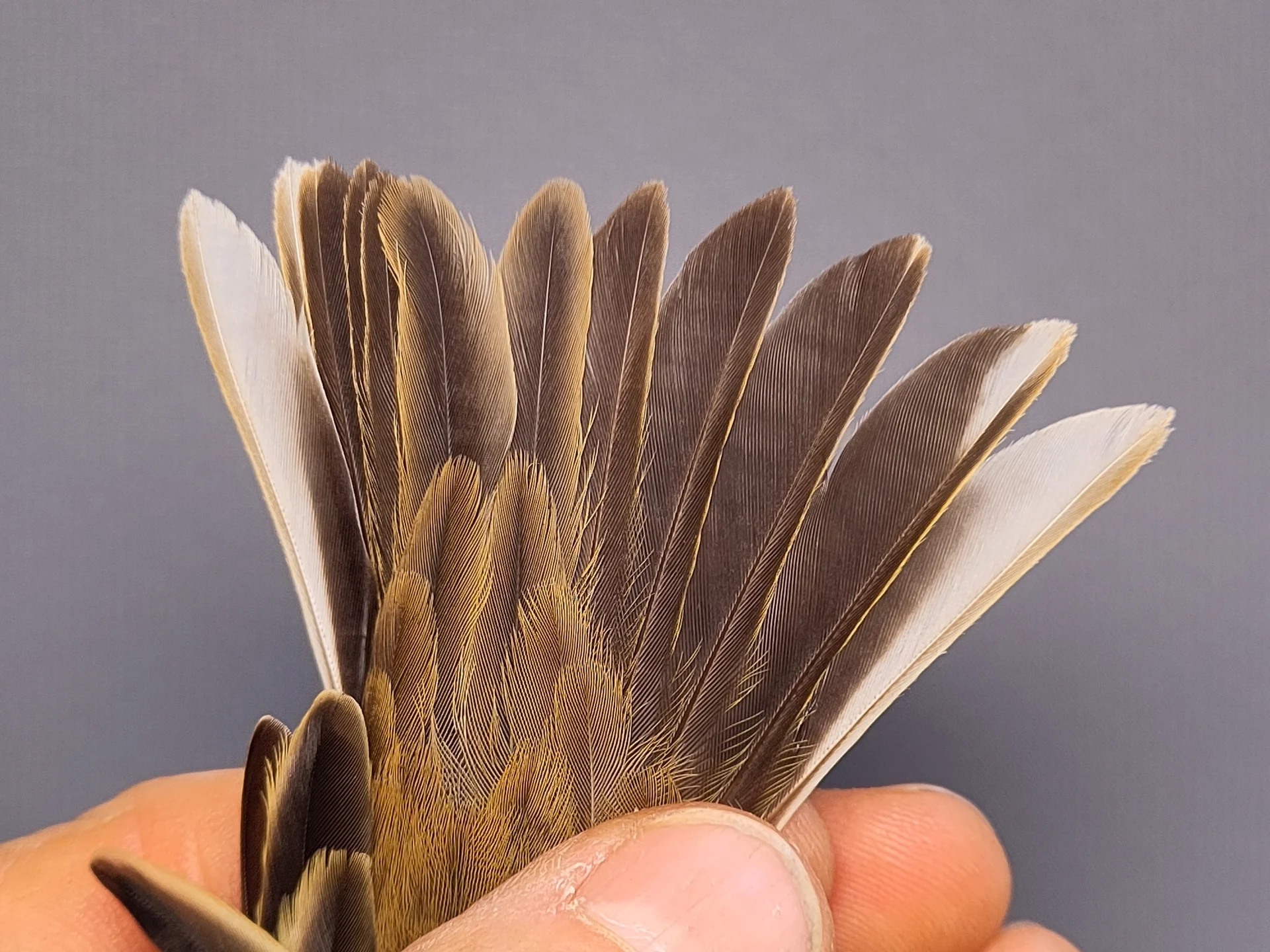 Vogelafbeelding